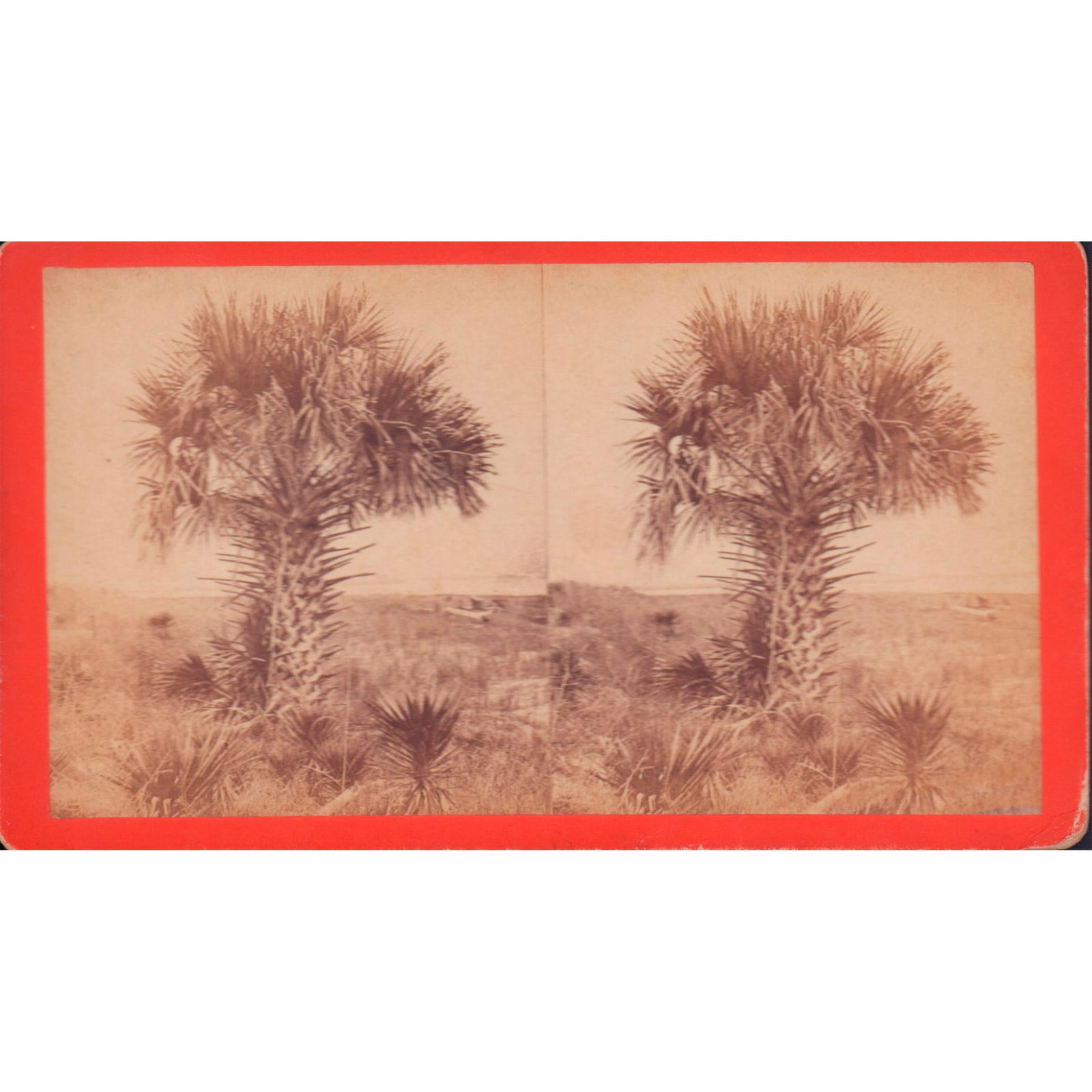 Antique Stereograph Photography of Palmetto Palms (1 of 2)