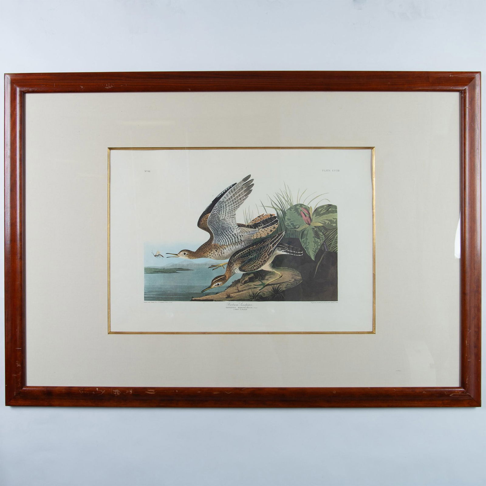 Audubon, Large Offset Color Lithograph, Bartram Sandpiper (1 of 4)