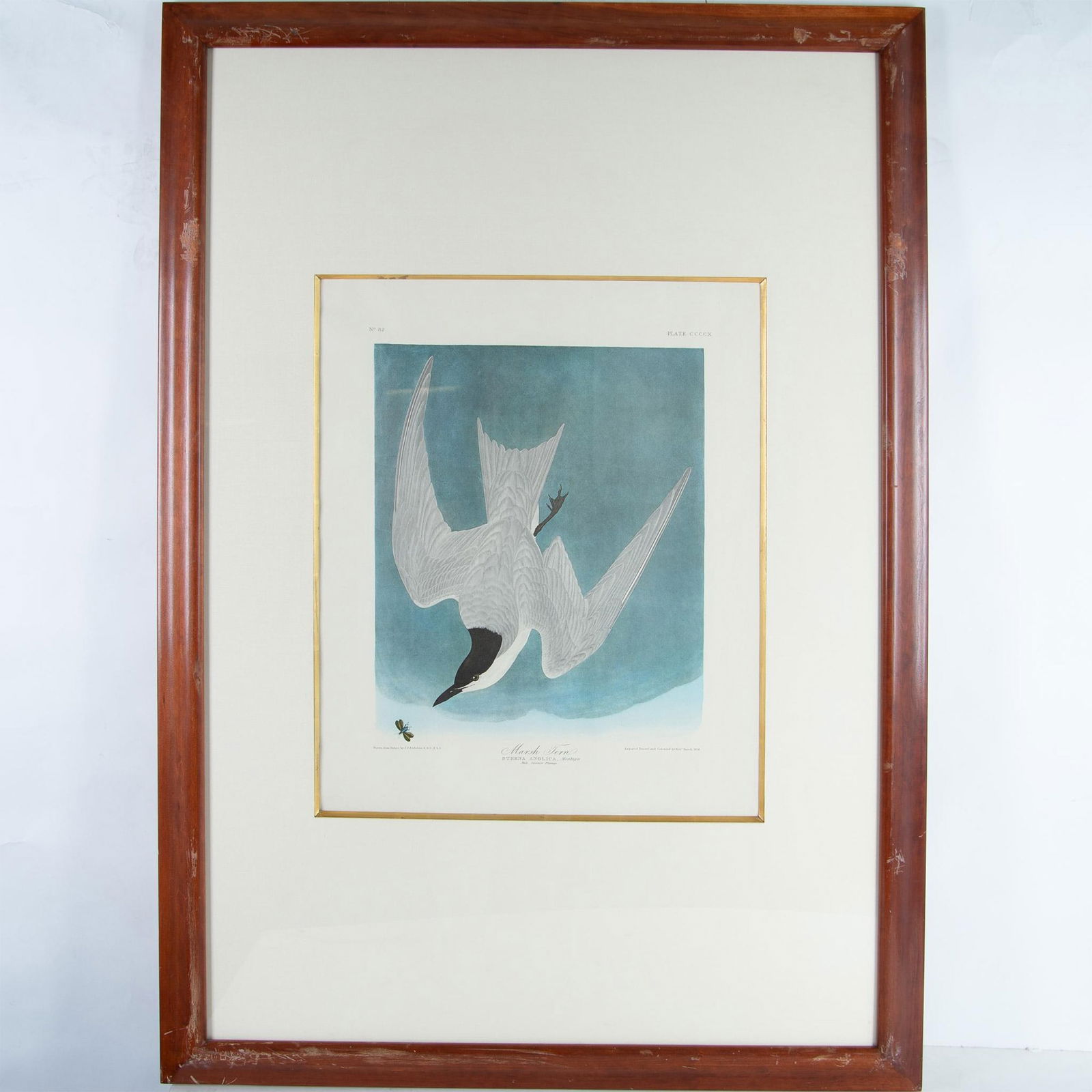 Audubon, Large Offset Color Lithograph, Marsh Tern (1 of 4)