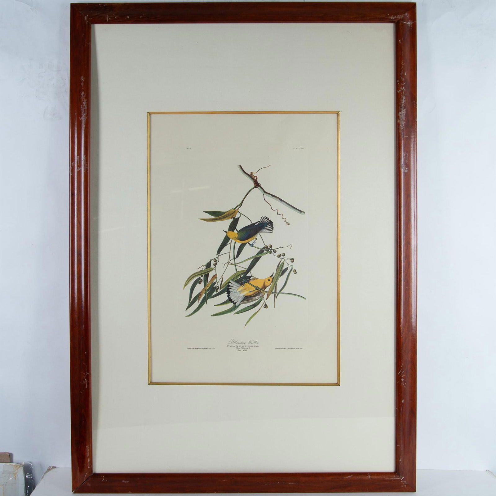 Audubon, Large Offset Color Lithograph, Prothonotary Warbler (1 of 5)