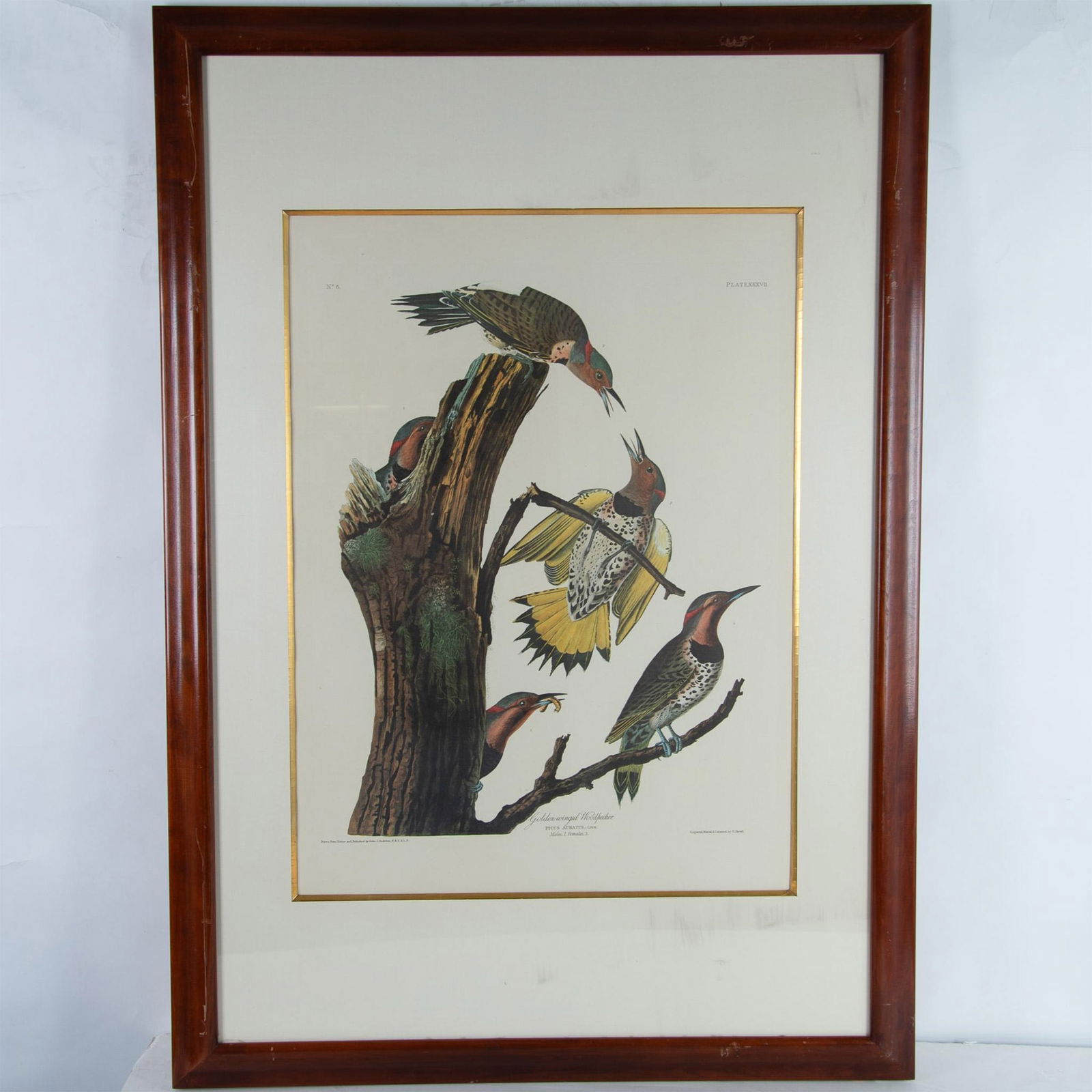 Audubon, Offset Color Lithograph, Golden Winged Woodpecker (1 of 4)