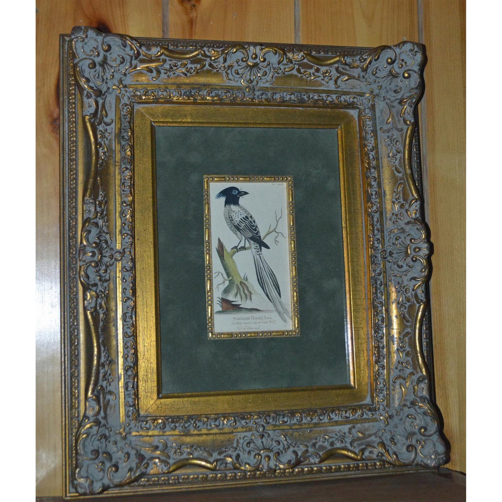 Mufcicapa Paraclift Linn Bird, HC Original, W/Frame: Hand-Colored Origiinal featuring the Mufcicapa Paraclift Linn Bird on tree branch. Beautiful Multi-colors of Black, White and a touch of Blue depicted in the feathers of the bird. Very fine detail. AV