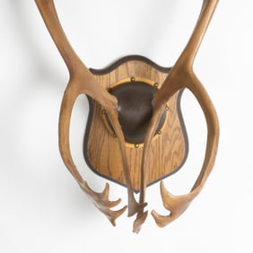 Mounted Antler Reproduction Taxidermy Trophy