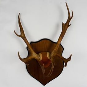 Mounted Antler Taxidermy Trophy