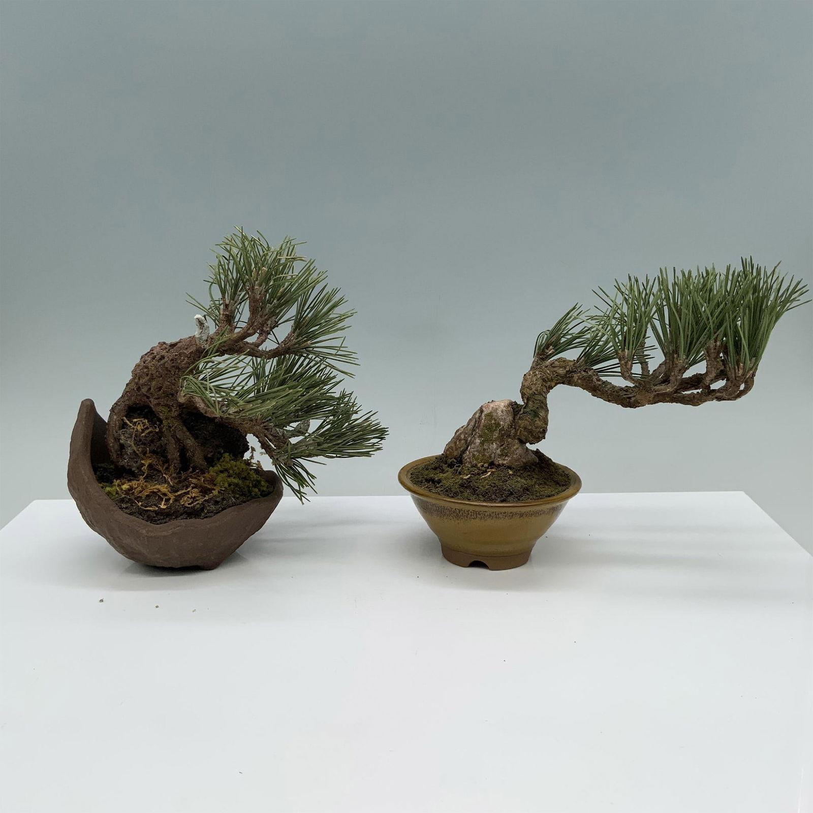 2pc Decorative Bonsai Trees (1 of 3)