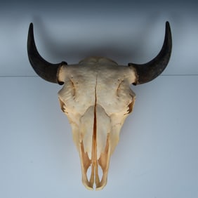 American Bison Skull w/ Horns Taxidermy Wall Display