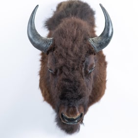 Colossal American Bison Shoulder Taxidermy Wall Display