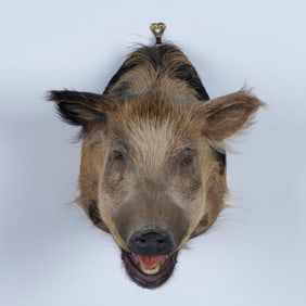 Original American Wild Boar Shoulder Taxidermy Wall Display