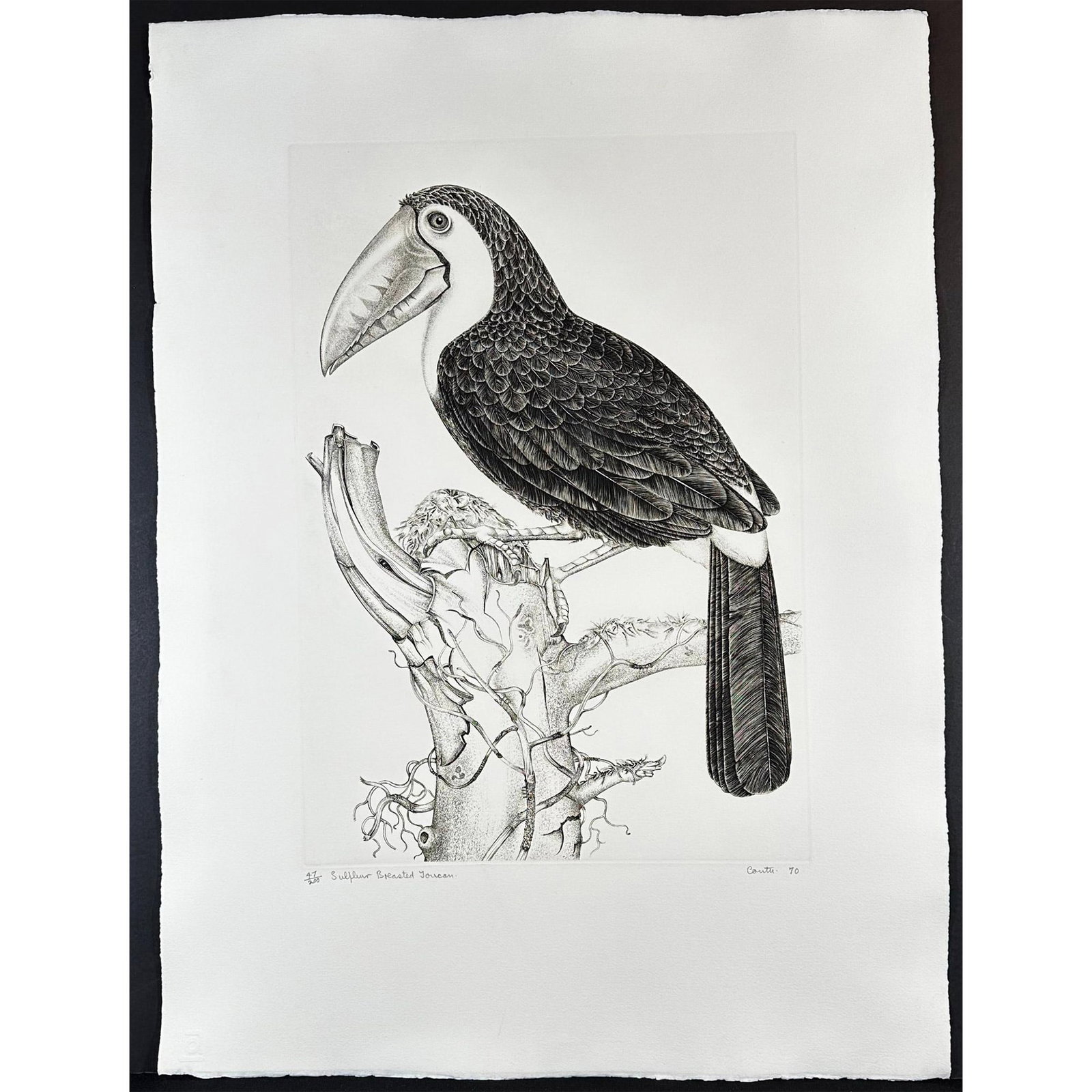 Jack Coutu (1924-2017) Etching, Sulphur Breasted Toucan, Signed: Etching Titled Sulphur Breasted Toucan. Signed bottom right Numbered 47/200. Sight size 23" x 31"