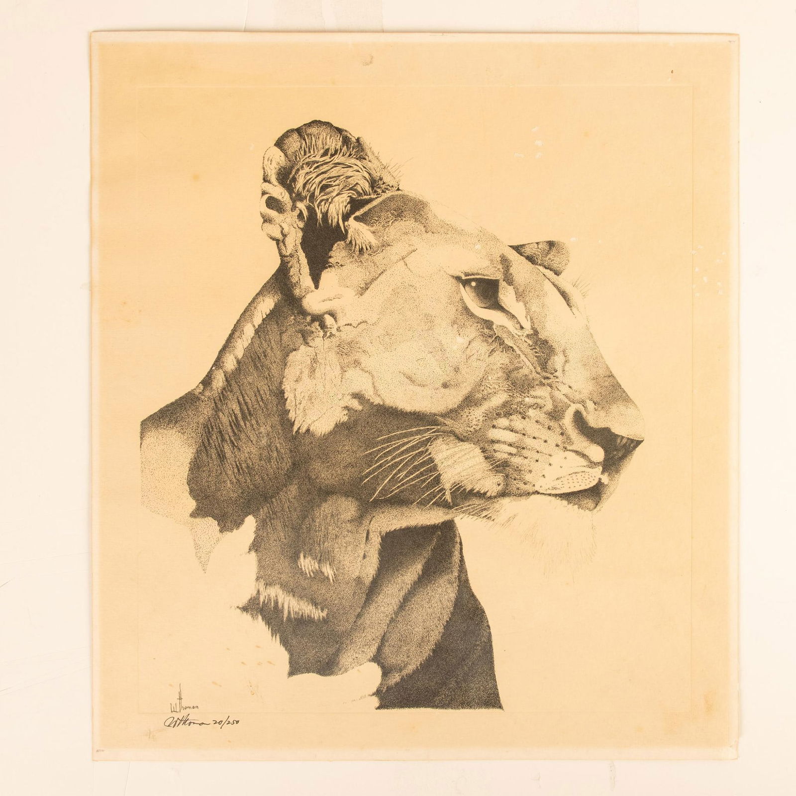 W. Thoman, Large Original Etching on Paper, Lioness, Signed (1 of 5)