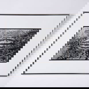 Robert Rauschenberg, Original Gelatin Silver Print on Paper, Signed: Smitty's Melon is a rarely offered original gelatin silver print on paper by American artist Robert Rauschenberg. This outstanding black and white photograph is part of his mid-1970s series used in Cr