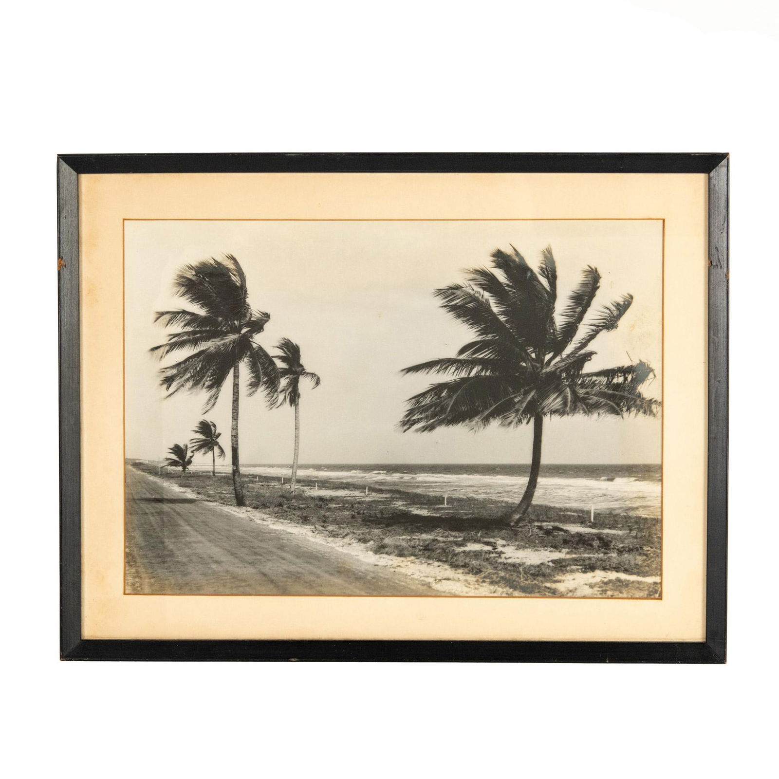 Richard B. Hoit Silver Gelatin Photograph Florida Palm Trees (1 of 7)