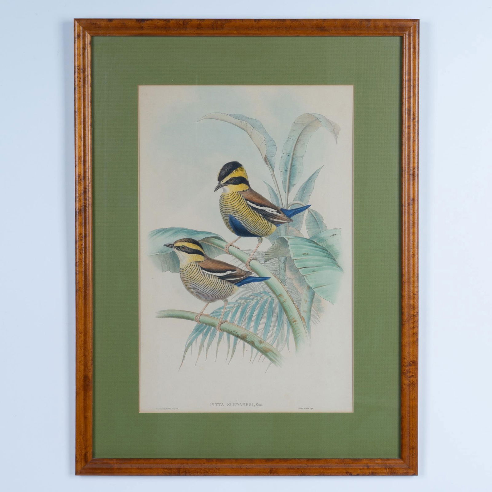 J. Gould and H. C. Richter, Original Lithograph on Paper (1 of 5)