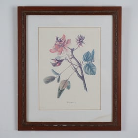 Isabella Sinclair Chromolithograph, Wiliwili Plate 19