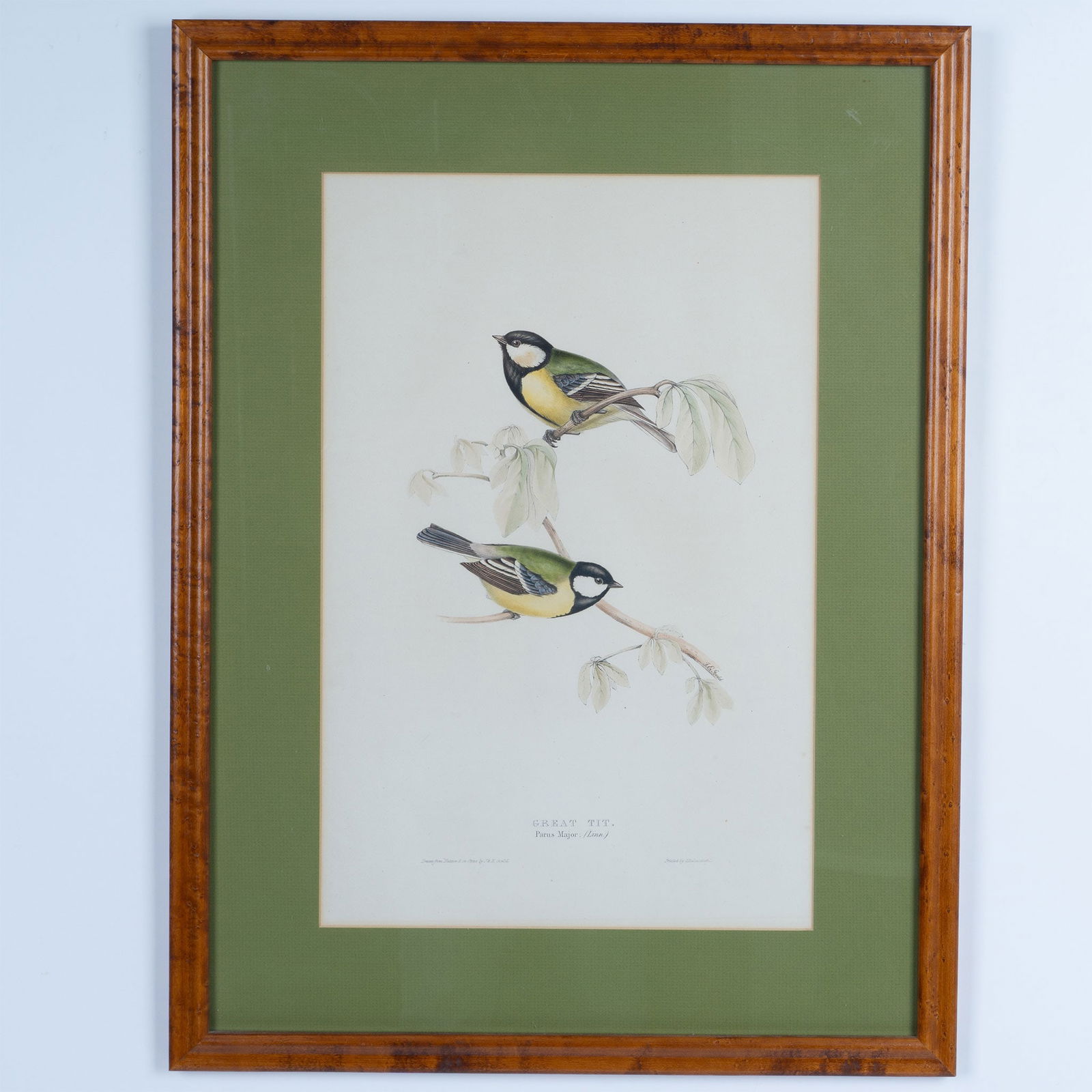 J. & E. Gould, Original Lithograph on Paper, Great Tit Birds (1 of 6)