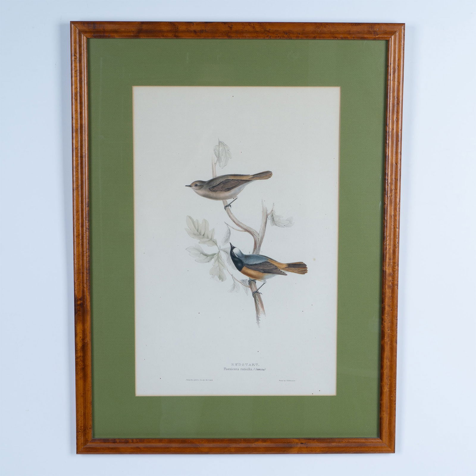 J. & E. Gould, Original Lithograph on Paper, Redstart Birds (1 of 4)