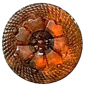 A division one lacy glass colored button