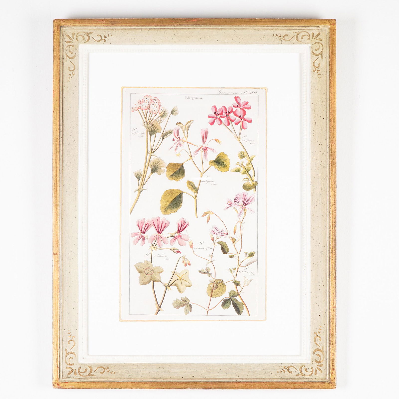 David Dietrich, Antique Hand-Colored Engraving of Pelargonium Flowers (1 of 4)