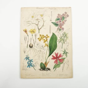 Antique Botanical Hand-Tinted Etching on Paper, Delphinium Flower