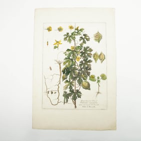 Antique Hand-Tinted Botanical Engraving, Momordica Balsamina by Bosse