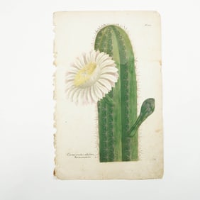 Johann Wilhelm Weinmann, Botanical Engraving, A Flowering Cactus Plant