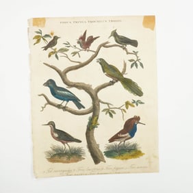 Antique Hand-Tinted Engraving, Exotic Birds by John Pass