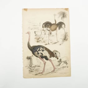 Antique Hand-Tinted Engraving, Ostriches, by Turvey