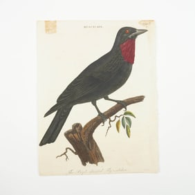 Antique Hand-Tinted Engraving, Purple-Throated Flycatcher by John Pass