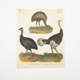 Antique Hand-Tinted Engraving, Struthio Birds, Encyclopaedia Londinensis