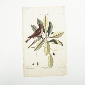 Antique Hand-Tinted Engraving, Violet Finch by Seligmann