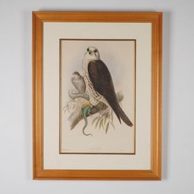 Joseph Wolf & Henry Richter, Antique Hand-Colored Lithograph, Saker Falcon