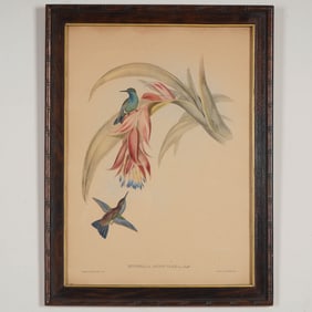 John Gould & H.C. Richter, Color Lithograph on Paper, Hummingbirds