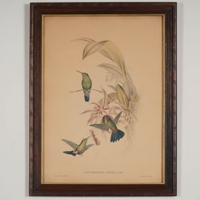 John Gould & H.C. Richter, Color Lithograph on Paper, Hummingbirds
