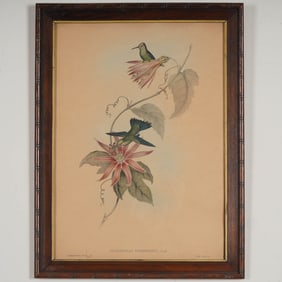 John Gould & H.C. Richter, Color Lithograph on Paper, Hummingbirds