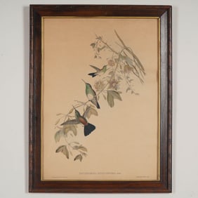 John Gould & H.C. Richter, Color Lithograph on Paper, Hummingbirds