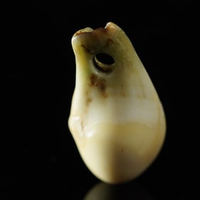 Drilled Elk Tooth Pendant for Necklace