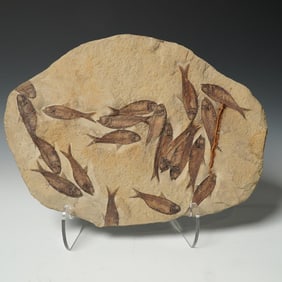 Fossil Fish Plate with Multiple Specimens