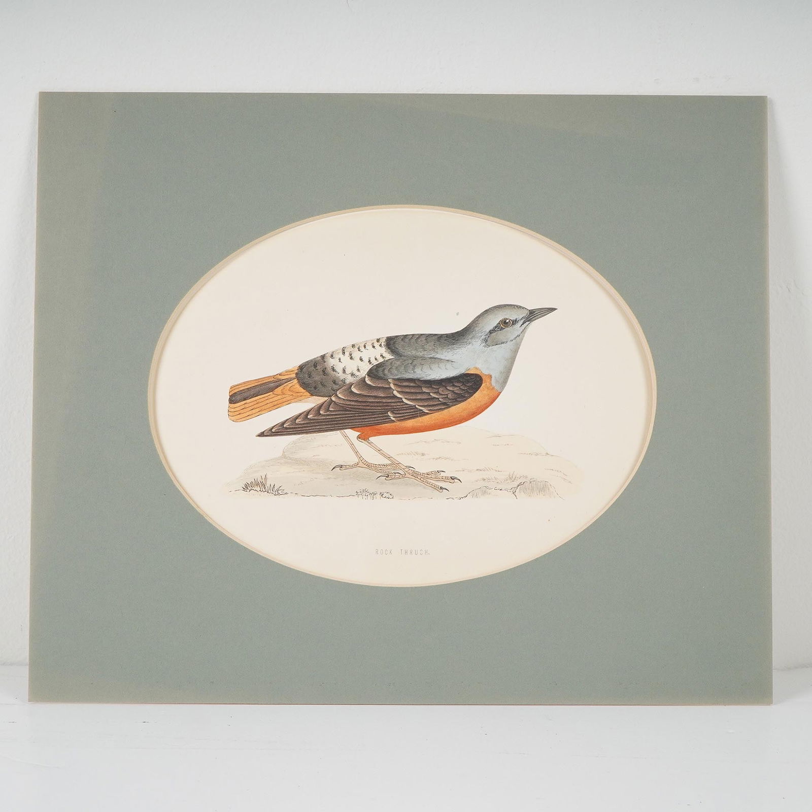 Antique Hand-Colored Lithograph, Rock Thrush (1 of 4)