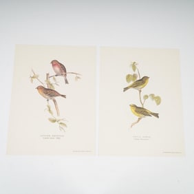 2pc Bird Lithographs, Serin Finch and Lesser Redpole