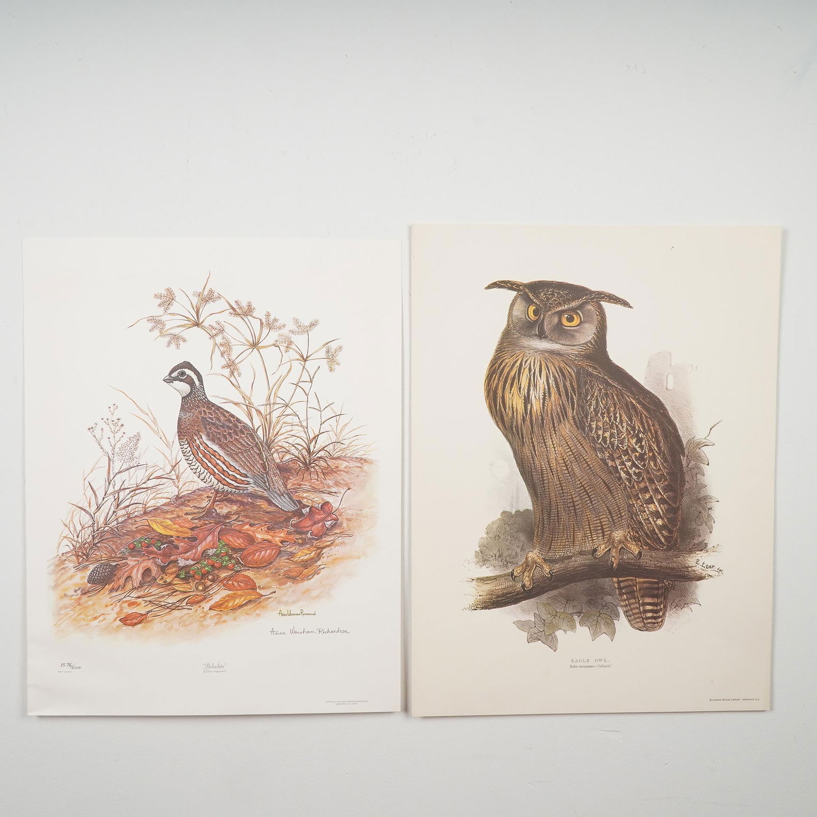 2pc Bird Prints, Eagle Owl and Signed Bobwhite by Anne Richardson: Pair of decorative bird prints including Eagle Owl (Bubo maximus) by Edward Lear, a finely detailed reproduction print, and Bobwhite (Colinus virginianus) by Anne Worsham Richardson, a celebrated wild