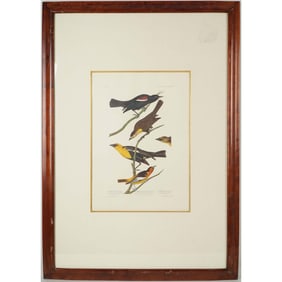 John James Audubon Framed Birds of America Photo Offset Lithograph 1971