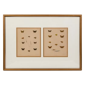 J.N. Fitch, Original Color Lithographs, Butterflies Studies