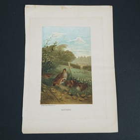 Louis Prang & Co., Victorian Chromolithograph on Paper, Partridge