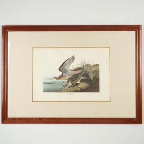 Framed Bartram Sandpiper by John James Audubon Photo Offset Lithograph