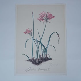 Thalia Lincoln Botanical Print, Nerine Bowdenii