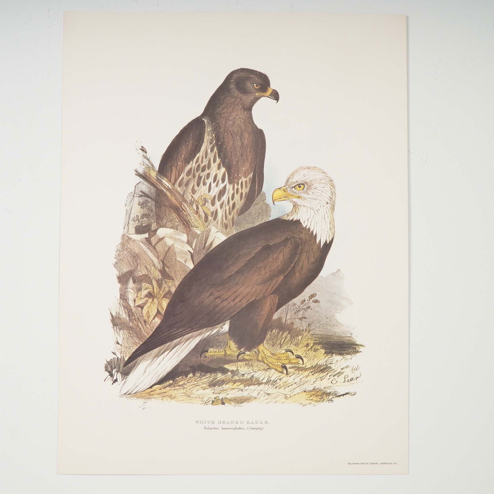 (Aft.) Edward Lear, White Headed Eagle Print: Lithographic reproduction of the "White Headed Eagle" (Haliaeetus leucocephalus), illustrated by renowned British artist and poet Edward Lear, originally created for John Gould's celebrated ornitholog