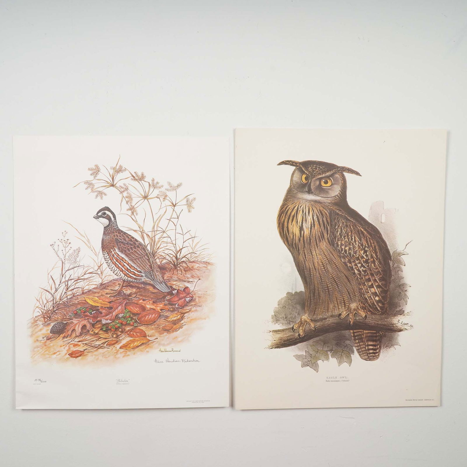 2pc Bird Prints, Eagle Owl and Signed Bobwhite by Anne Richardson: Pair of decorative bird prints including Eagle Owl (Bubo maximus) by Edward Lear, a finely detailed reproduction print, and Bobwhite (Colinus virginianus) by Anne Worsham Richardson, a celebrated wild