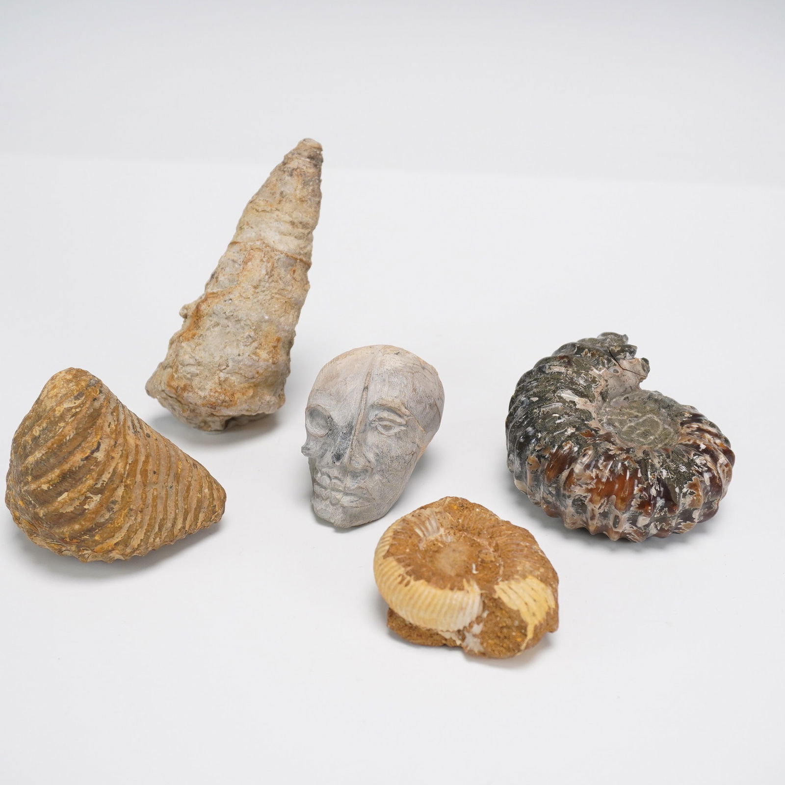5pc Fossil Specimens, Ammonites and Gastropods: A fascinating 5-piece collection of assorted fossil specimens, including beautifully preserved ammonites, gastropods, and one hand-carved fossil skull. The ammonite fossils display classic spiral form