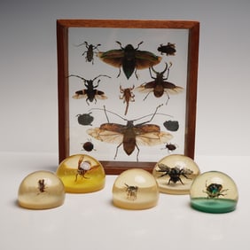 6pc Insect Paperweights and Specimen Display Case