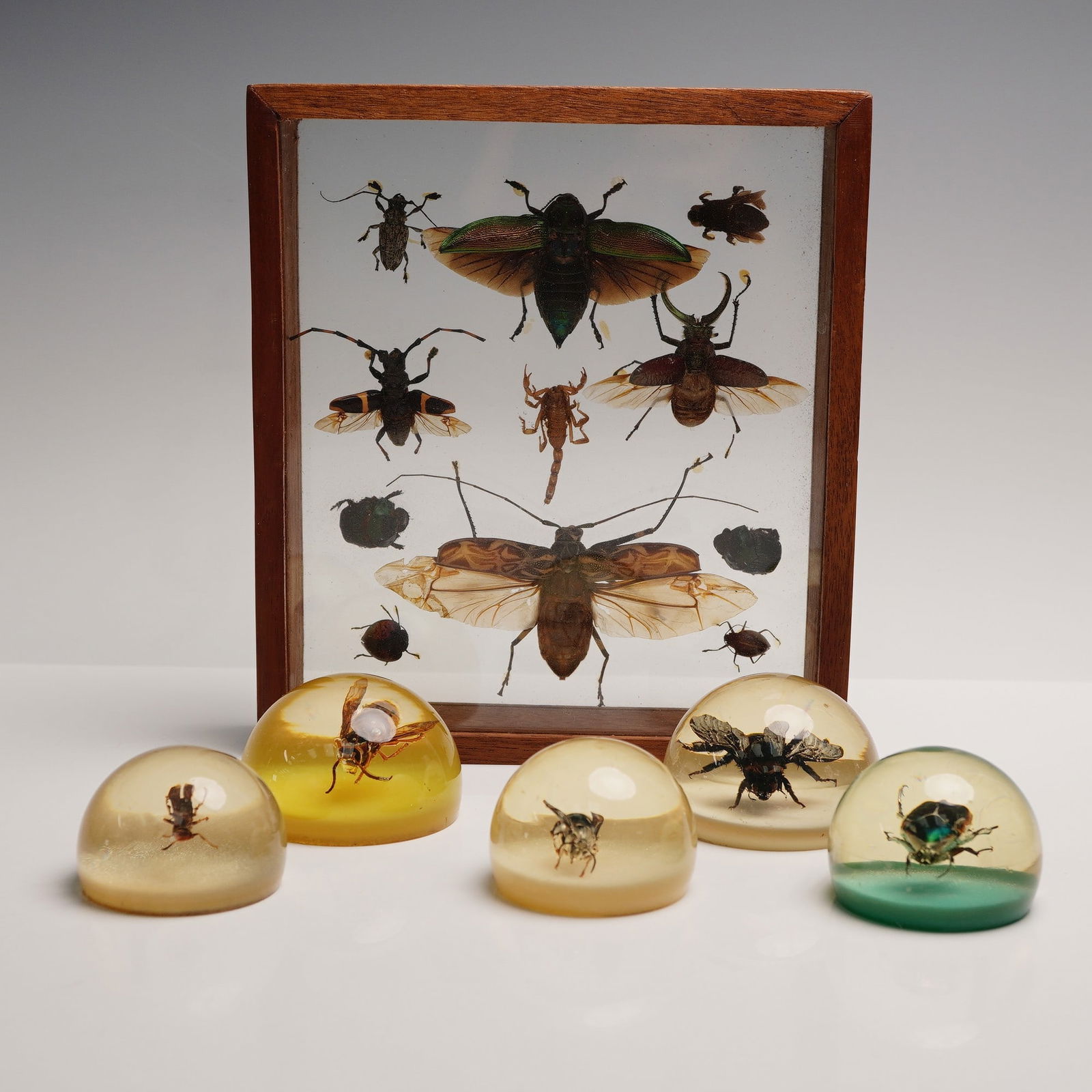 6pc Insect Paperweights and Specimen Display Case (1 of 5)
